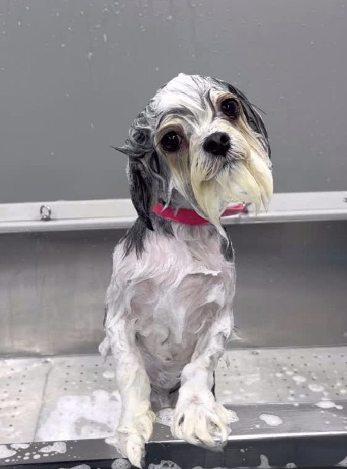 Wet Dog in Dog Bath